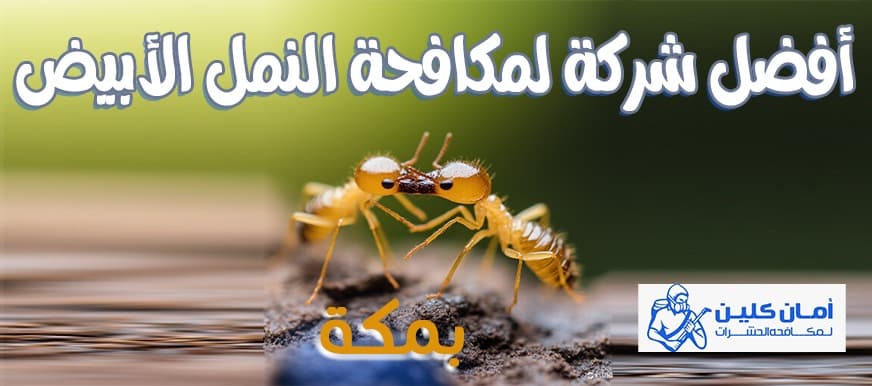 شركة مكافحة النمل الأبيض بمكة